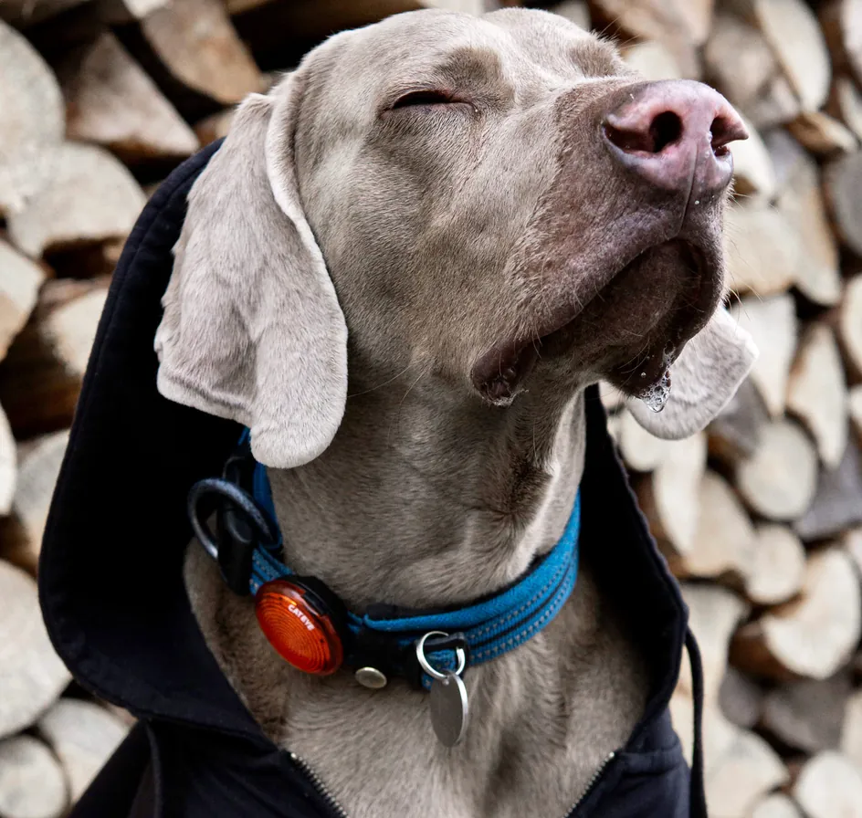 Buddy, der Ladenhund von Fahrrad Heilmann