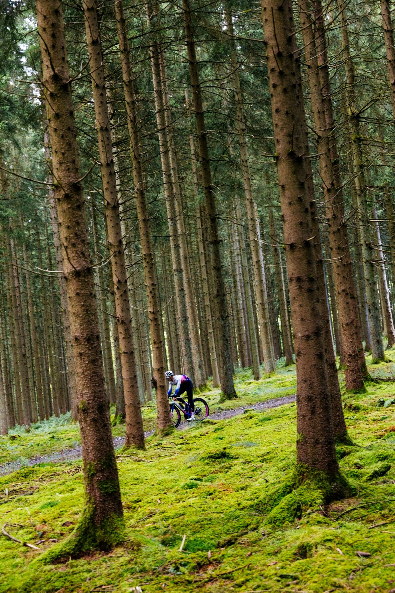 Wilier Gravelbike auf einem Waldweg als Inspiration für Gravel-Touren in der Fränkischen Schweiz